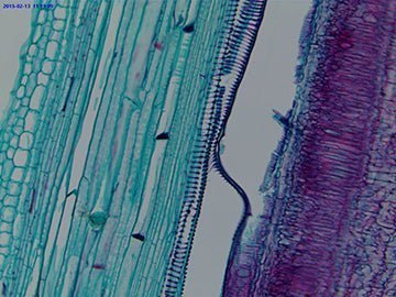 VCI-A2U Series C-mount USB2.0 CMOS Camera - CISopto