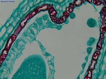 VCI-A2U Series C-mount USB2.0 CMOS Camera - CISopto