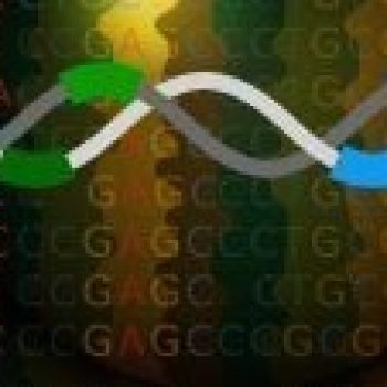 Primer Design Service - CISopto